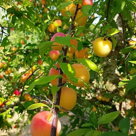 Giganti Verdi - Kiwi アパート *