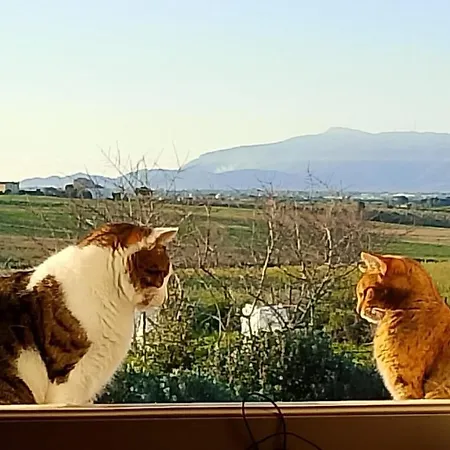 Giganti Verdi - Kiwi *